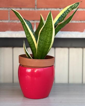 Sansevieria Trifasciata Laurenti (bordo giallo)