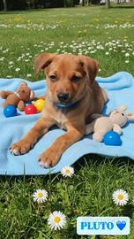 Cuccioletti disponibili