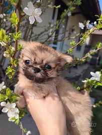 Chihuahua taglia piccolissima