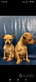 Pinscher