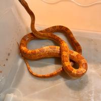 Serpente del grano femmina adulta