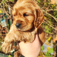 Cocker Spaniel Inglese Cuccioli