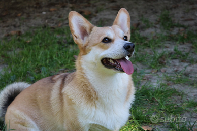 Corgi Pembroke femmina