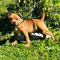 Staffordshire bull terrier