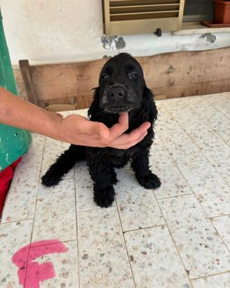 Cuccioli di Cocker 