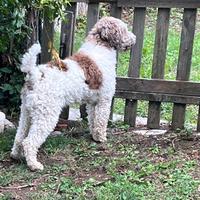Lagotto romagnolo accoppiamento monta cucciolata