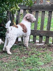 Lagotto romagnolo accoppiamento monta cucciolata