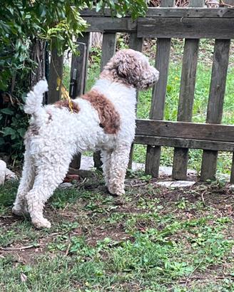 Lagotto romagnolo accoppiamento monta cucciolata