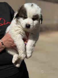 Cucciola taglia grande- gigante 3 mesi