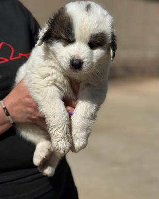 Cucciola taglia grande- gigante 3 mesi