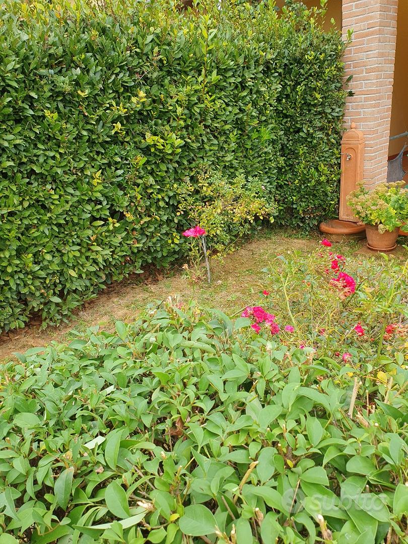 Apartment in Pisa, Gagno - Altro