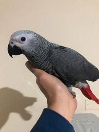 Cenerino coda rossa