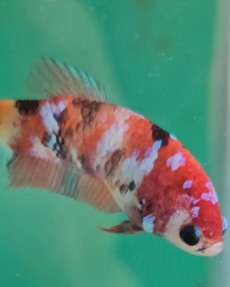Betta