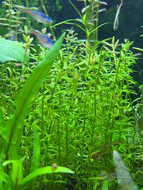 Rotala  H'ra pianta rossa acquario con omaggio