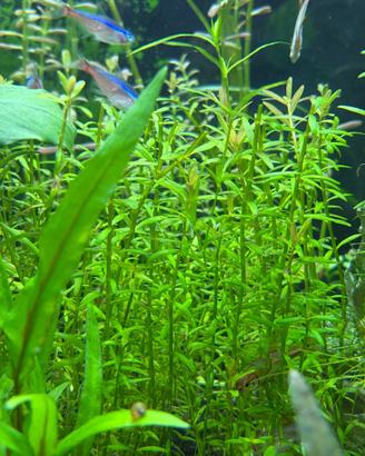 Rotala  H'ra pianta rossa acquario con omaggio
