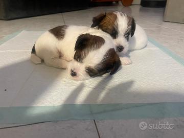 Cucciolo di jack Russel pelo lungo