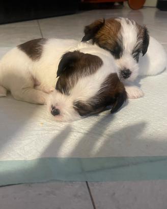 Cucciolo di jack Russel pelo lungo