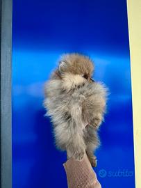 Spitz di Pomerania pedigree enci