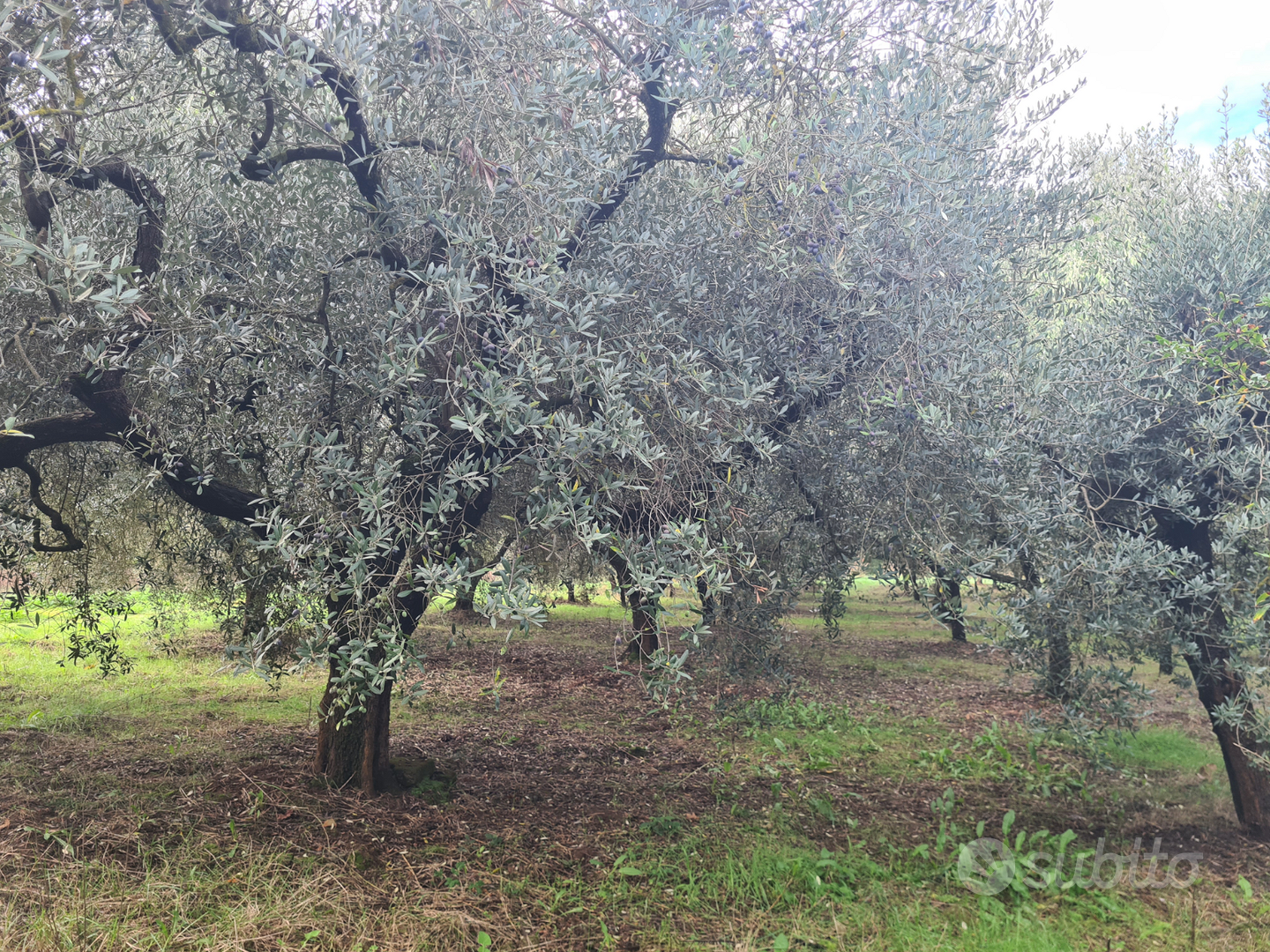 Terreno e rustico - Vista 2