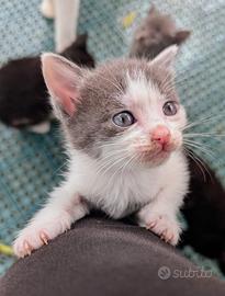 Gattina