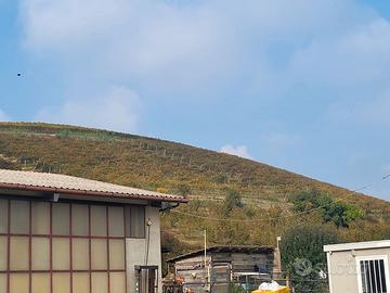 Castel nuovo calcea asti azienda agricola vigne 7