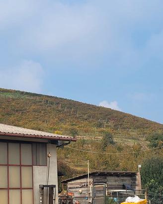 Castel nuovo calcea asti azienda agricola vigne 7