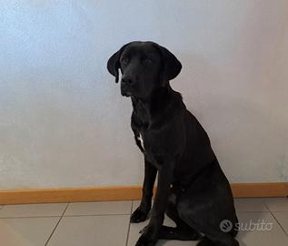Cucciola Labrador Incrocio Bovaro