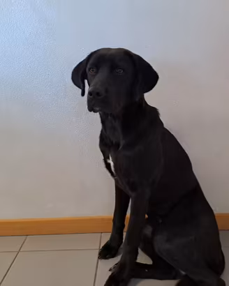 Cucciola Labrador Incrocio Bovaro
