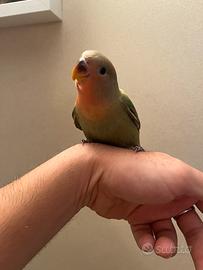Inseparabile allevato a mano