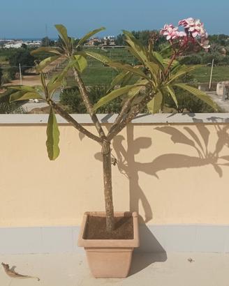 PIANTA DI POMELIA ROSA