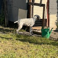 Pointer maschio alta genealogia