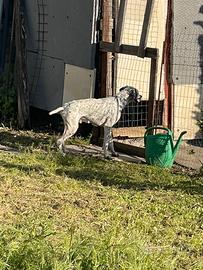 Pointer maschio alta genealogia