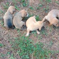 Piccolo segugio dell' appennino a pelo forte