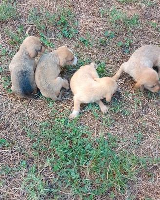 Piccolo segugio dell' appennino a pelo forte