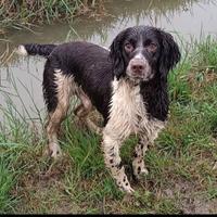 Springer spaniel