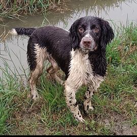 Springer spaniel