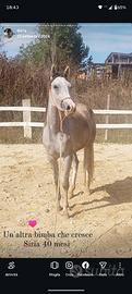 5 anni horsemanship