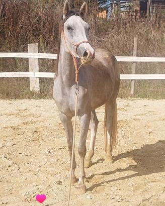5 anni horsemanship