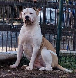 Cucciola American Bulldog