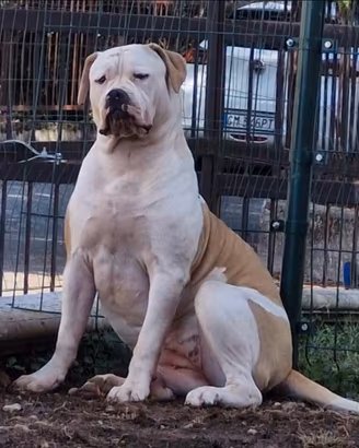 Cucciola American Bulldog