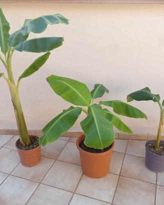Albero di Banano (banane)