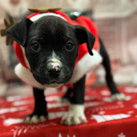 American Bully pocket