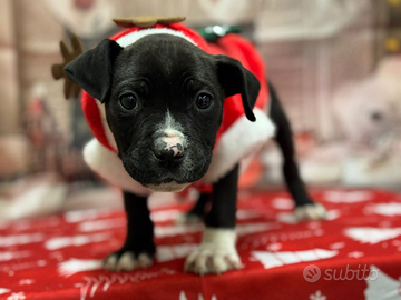 American Bully pocket