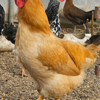 Gallo robusta lionata