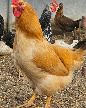 Gallo robusta lionata