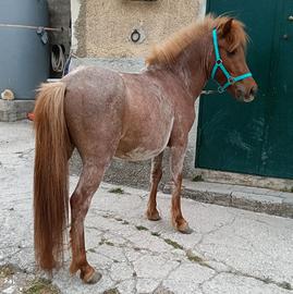 Pony maschio e puledra