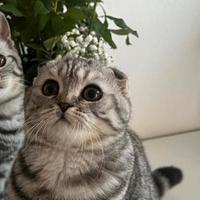 Scottish Fold