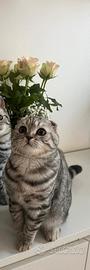 Scottish Fold