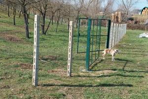 Terreno con Tartufaia