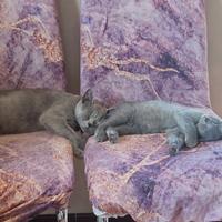 Gatto di razza
